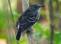 Black-crowned Antshrike - Thamnophilus atrinucha bird in the family Thamnophilidae, found in from Ecuador, Colombia, Venezuela Royalty Free Stock Photo