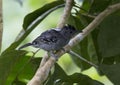 Black-crowned Antshrike, Thamnophilus atrinucha Royalty Free Stock Photo
