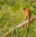 Black-crowned Central American squirrel monkey, Costa Rica