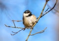 Black Crowned Chickadee in the sunlight on a branch