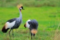 Black Crowned Crane