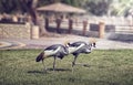 Black Crowned Crane