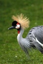 Black Crowned Crane