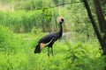 Black crowned crane