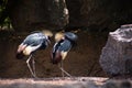 Black Crowned Crane, African birds, two Black Crowned Crane Royalty Free Stock Photo