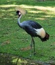 Black Crowned Crane, Balearica pavonina in the zoo Royalty Free Stock Photo