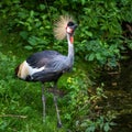 Black Crowned Crane, Balearica pavonina in a park Royalty Free Stock Photo