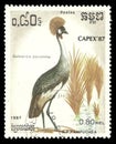 Black Crowned Crane, Balearica pavonina