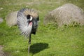 Black Crowned Crane, Balearica pavonina Royalty Free Stock Photo