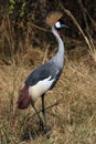 The black crowned crane Balearica pavonina standing in the grass. A large crane with a yellow tuft standing in the yellow grass Royalty Free Stock Photo