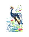 Black crowned crane Balearica pavonina standing in pond with pink lotus