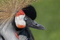 Black crowned crane (Balearica pavonina