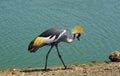 Black Crowned Crane bird