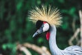 Black Crowned-crane bird - Balearica pavonina