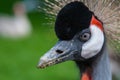 Black Crowned Crane bird Royalty Free Stock Photo