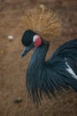 Black Crowned Crane bird Royalty Free Stock Photo