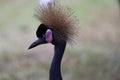 Black Crowned Crane Bird With Blur Background Royalty Free Stock Photo