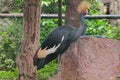 Black Crowned Crane is a bird in the crane family. Royalty Free Stock Photo