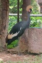 Black Crowned Crane is a bird in the crane family. Royalty Free Stock Photo