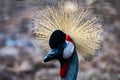 Black crowned crane bird up and about Royalty Free Stock Photo