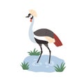 Black-crowned crane with bristle on head. Wild African bird with multicolored feathers. Tropical savanna animal standing