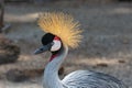 Black crowned crane in budapest zoo , Hungary Royalty Free Stock Photo