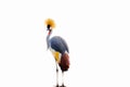 Black Crowned Crane isolated