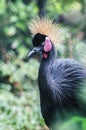 Black Crowned Crane