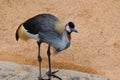 Black Crowned Crane, part of the family Gruidae, African Bird