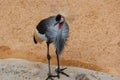 Black Crowned Crane, part of the family Gruidae, African Bird