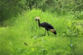 Black crowned crane Royalty Free Stock Photo