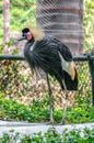 Black Crowned Crane