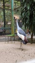 TheÂ black crowned craneÂ & x28;Balearica pavonina& x29; is a part of the familyÂ Gruidae, Royalty Free Stock Photo