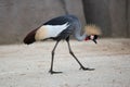 Black crowned crane (Balearica pavonina).