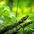 Black-crowned flycatcher (Motacilla alba) perched on a branch Generative AI