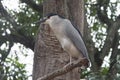 Black crowned heron bird