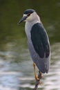 Black-crowned night-heron Royalty Free Stock Photo