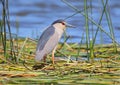 Black-crowned Night Heron Royalty Free Stock Photo