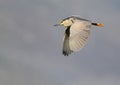 Black-crowned Night Heron Royalty Free Stock Photo