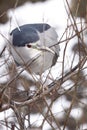 Black-crowned night heron Royalty Free Stock Photo