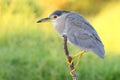 Black-crowned Night Heron Royalty Free Stock Photo