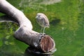 Black-crowned Night Heron Royalty Free Stock Photo