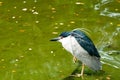 Black-crowned Night Heron Royalty Free Stock Photo