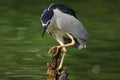 Black-Crowned Night Heron