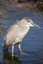 Black Crowned Night Heron