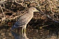 Black crowned night heron Royalty Free Stock Photo