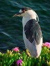 Black-Crowned Night Heron