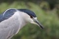 Black-Crowned Night-Heron Royalty Free Stock Photo