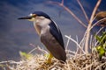 Black crowned night heron Royalty Free Stock Photo