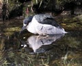 Black-Crowned Night-Heron Bird Stock Photos.  Black-Crowned Night-Heron bird close-up profile view.  Bird picture. Bird image. Royalty Free Stock Photo